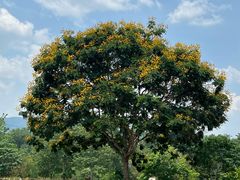 -中国科学院西双版纳热带植物园