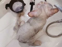 -70cat德文卷毛猫·缅因猫纯种猫舍