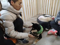 -柴迷FANS CLUB·柴犬狗咖·猫咖
