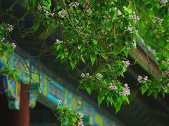 -颐和园
