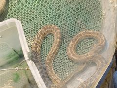 -新疆天山野生动物园