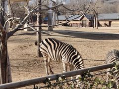 -石家庄市动物园