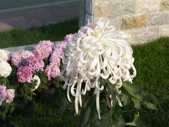 菊花展-三圣花乡旅游区