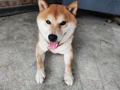 -柴犬高等学院·狗咖·柴犬售卖·宠物训练