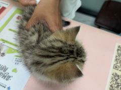 -嘉馨宠物医院·CT影像转诊·心脏科·犬猫全科诊疗中心(下沙大学城院区)