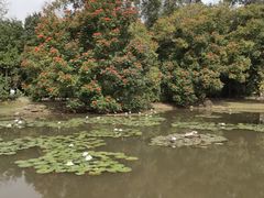 -中国科学院西双版纳热带植物园