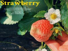 -昌平兴寿秀秀草莓采摘园