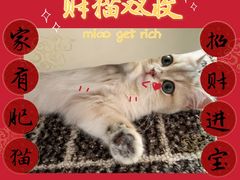 -唐小姐の猫狗洗护·购宠旗舰店(周浦万达店)