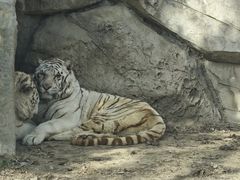 -北京野生动物园