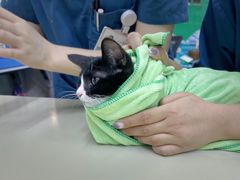 -瑞派动物医院·猫专科·至诚(江南中分院)