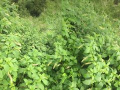 -木兰云雾山