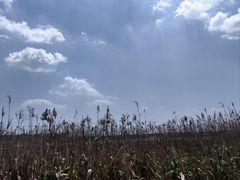 -宁波杭州湾国家湿地公园
