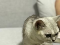 -爱诺耐芙动物医院(万博店)