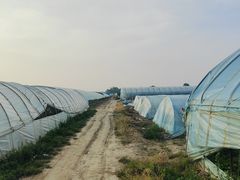 -庞各庄西瓜蔬菜采摘园·锦华瓜园