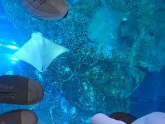 -迪拜水族馆及水下动物园