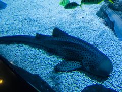 -烟台海昌鲸鲨海洋公园