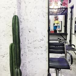 -SALON V