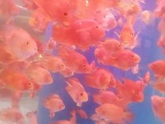 -印象·浅水湾(百乐门大厦店)