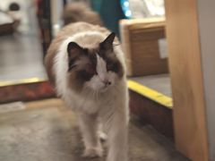 -咖法森林·咖啡  酒吧(天河店)