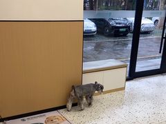 -瑞派康怡24h宠物医院·犬猫医疗中心·微创绝育(瑞景分院)