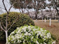 -羊山湖公园
