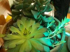 -猫山王创意蛋糕店(东城万达店)
