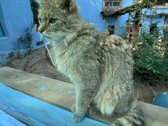 -青藏高原野生动物园