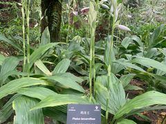 -深圳仙湖植物园