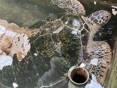-硇洲岛旅游区