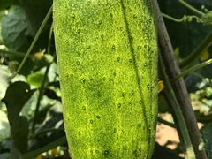 -意大利农场度假村