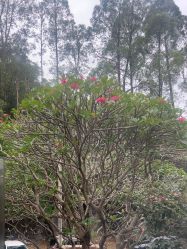 -爱丽馨御景月子中心