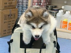 -博特宠物医院24h犬猫全科.骨科·异宠