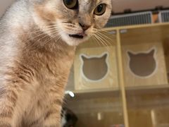 -平行世界·猫咖(首经贸店)