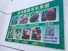 -西山樟坞健康果园枇杷杨梅采摘