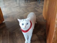 -蓝鲸·缅因猫舍