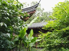 -十八棵（老龙井）御茶园(老龙井店)