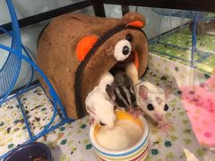 -钓仓鼠(洋桥北里小区店)