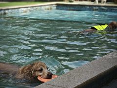 -汪说喵讲宠物乐园宠物酒店(红星美凯龙店)