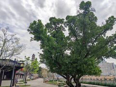 -江心屿景区