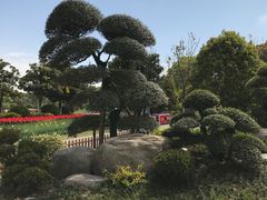 -上海鲜花港