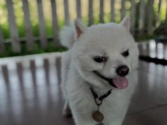 -良成狗狗乐园