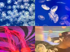 -海合安武汉极地海洋公园