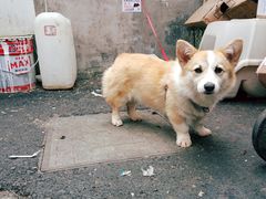 -家烧面馆【南山路知名经典面食】