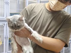 -喵百万·布偶·蓝金金渐层英短·猫舍(百子湾店)