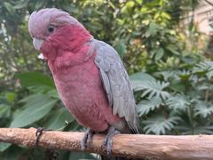 -南宫五洲植物乐园