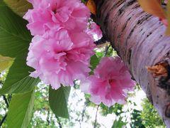 -高东镇樱花园