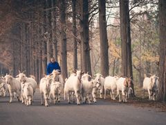 -金岛生态园烧烤露营地