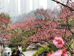 -重庆彩云湖湿地公园
