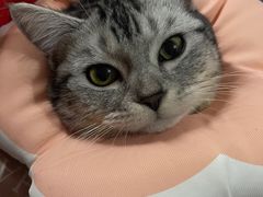 -暖阳宠物医院·犬猫康复中心·骨科