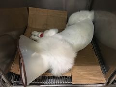 -芭比堂动物医院(广州爱宠下渡路分院)